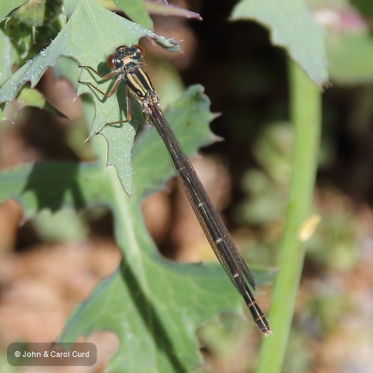 J17_4332 Xanthocnemis zealandica female.JPG